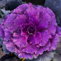 Veg - Deep purple cabbage leaves